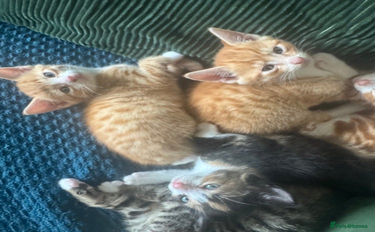 Mixed Breed cats - Advert 1