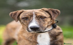 Mixed Breed dogs for adoption: Sweet Natured REX - Image 6