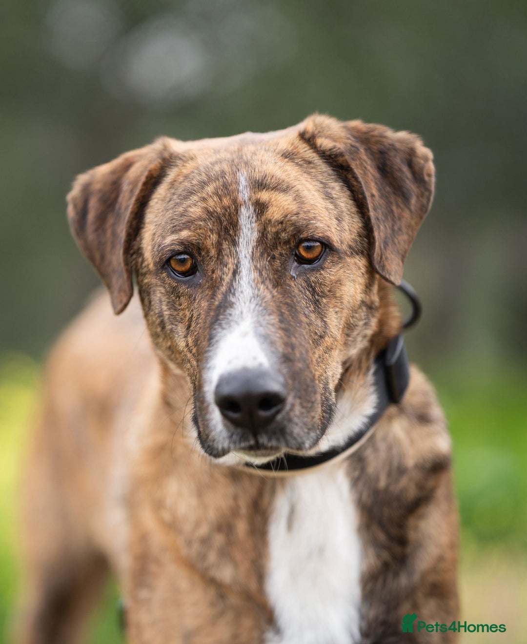 Mixed Breed dogs for adoption: Sweet Natured REX - Image 6