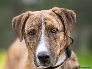 Mixed Breed dogs Sweet Rex needs a warm home for Winter ❄️ - Advert 11