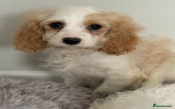 Cavapoo dogs for sale: F1 apricot and white health tested Cavapoo puppies - Image 4