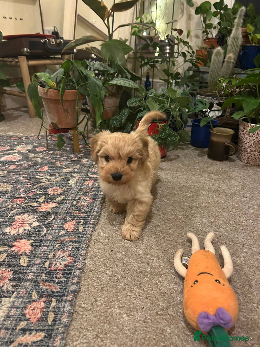 Doxiepoo dogs for sale: doxiepoo puppy / miniature dachshund x poodle boy - Advert 7