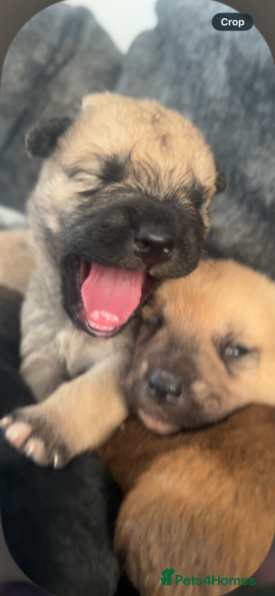 Mixed Breed dogs 7 beautiful Malkita x puppies with unique colours  - Advert 3