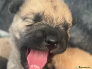 Mixed Breed dogs 7 beautiful Malkita x puppies with unique colours - Advert 3