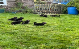 German Shepherd dogs for sale: Outstanding long coat German shepherd puppies  - Image 14