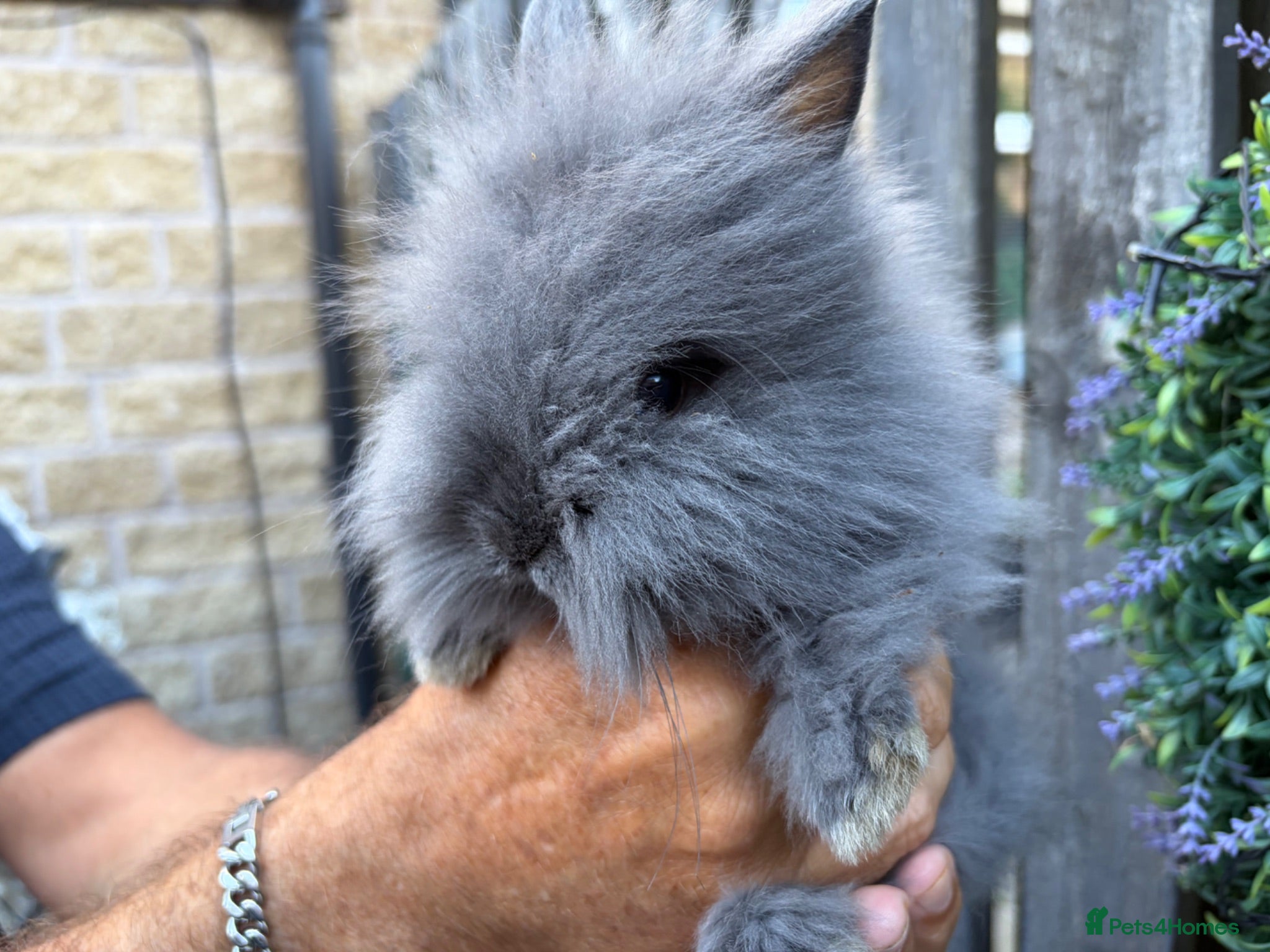 Lionhead rabbits Double mane lion lead bunny’s for sale  - Advert 18