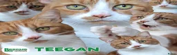 Mixed Breed cats for adoption: Teegan - mature indoor cat in Liverpool - Advert 2