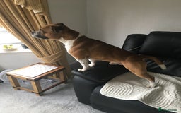 Staffordshire Bull Terrier dogs for stud: Proven Staffordshire Bull Terrier for Stud  - Image 23