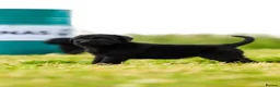 Giant Schnauzer dogs for sale: Working line Giant schnauzer puppies - Advert 27