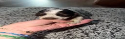 Cocker Spaniel dogs for sale: ❤️ Beautiful KC Show Cocker Spaniel Puppies ❤️ - Advert 29
