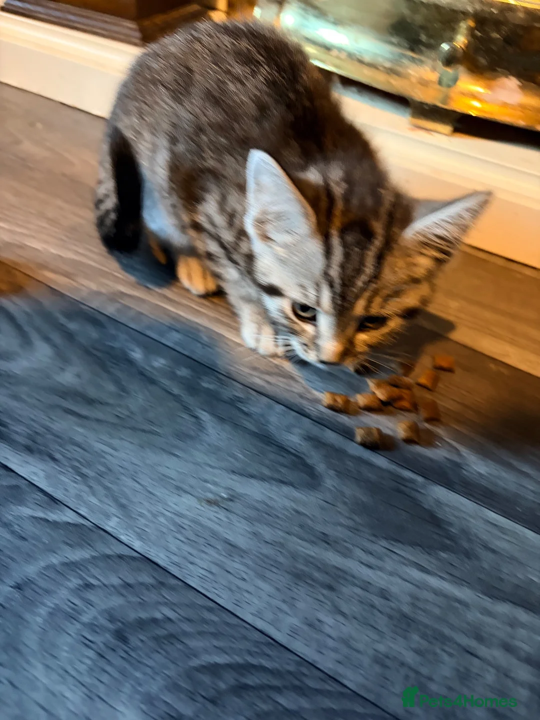 Mixed Breed cats for sale: Silver tabby female ready now  - Advert 4