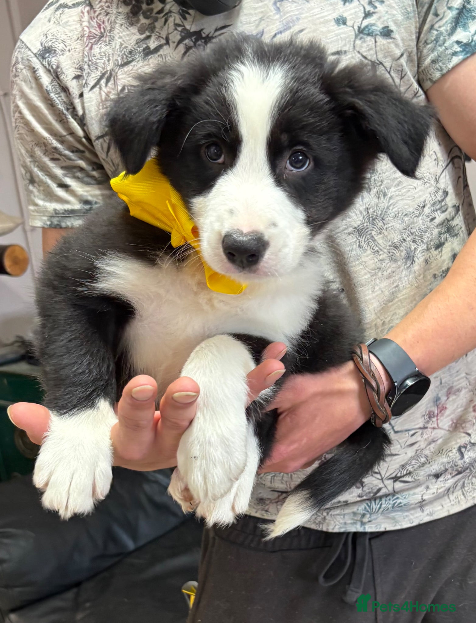 Border Collie dogs Border Collie puppies (Long Coat) for sale - Advert 2