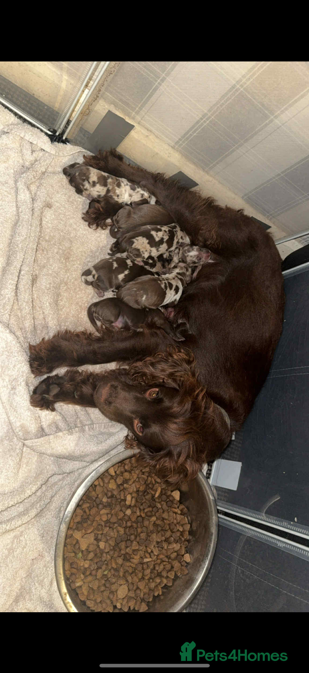 Cocker Spaniel dogs for sale: Gorgeous cocker spaniel puppies ready for new home - Image 12