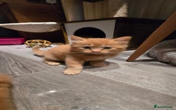 Maine Coon cats for sale: Amazing Mainecoon - Advert 19