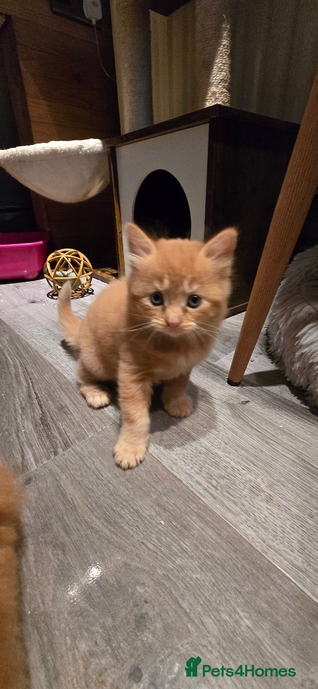 Maine Coon cats for sale: Amazing Mainecoon - Advert 19