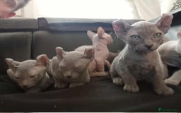 Sphynx cats for sale: Shynx Elf & Peterball kittens - Image 10