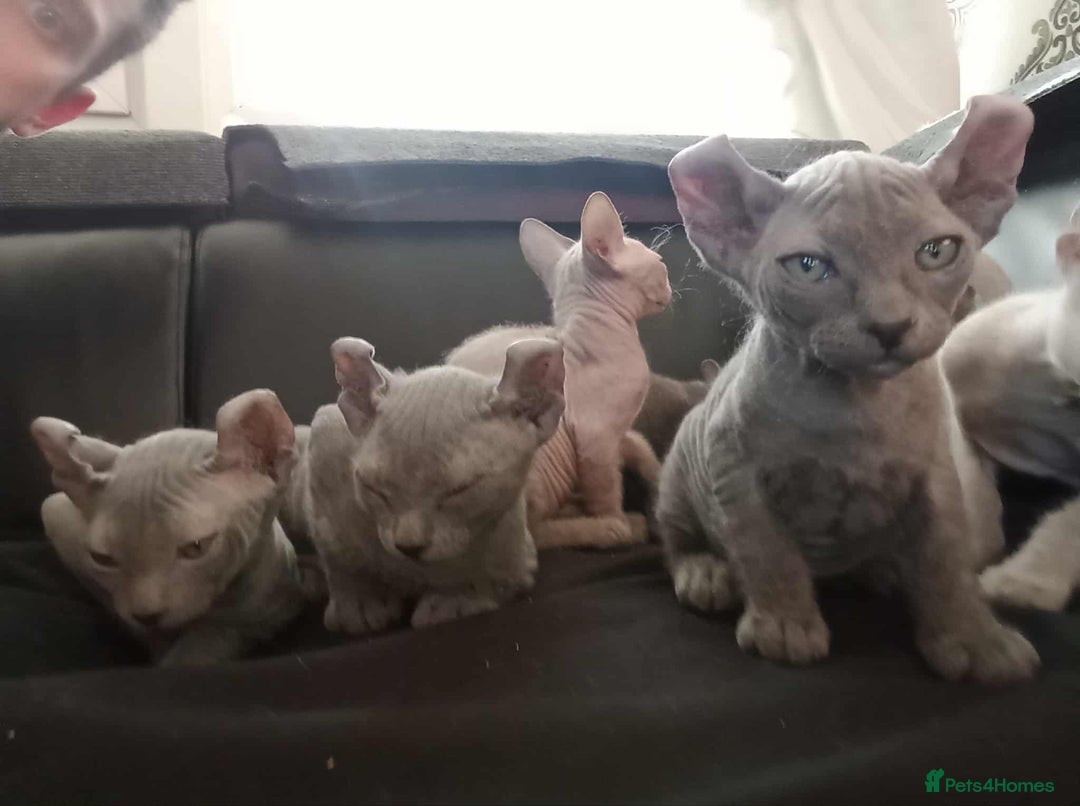 Sphynx cats for sale: Shynx Elf & Peterball kittens - Image 10