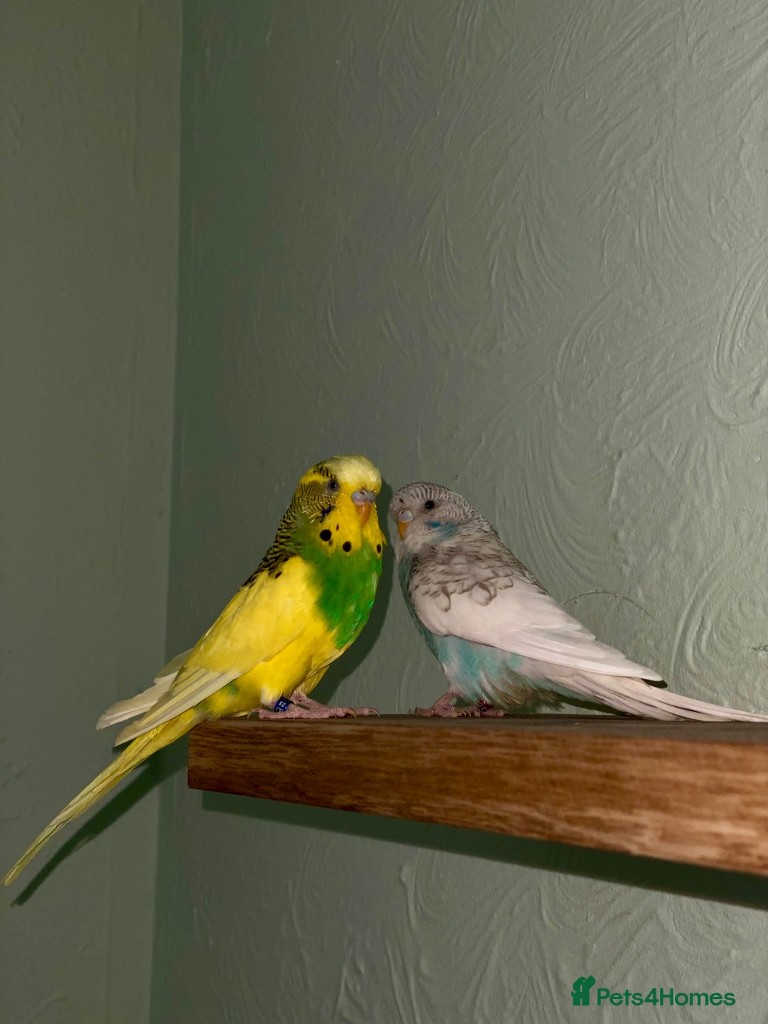 Budgerigars birds for sale: Budgie for sale  - Image 5