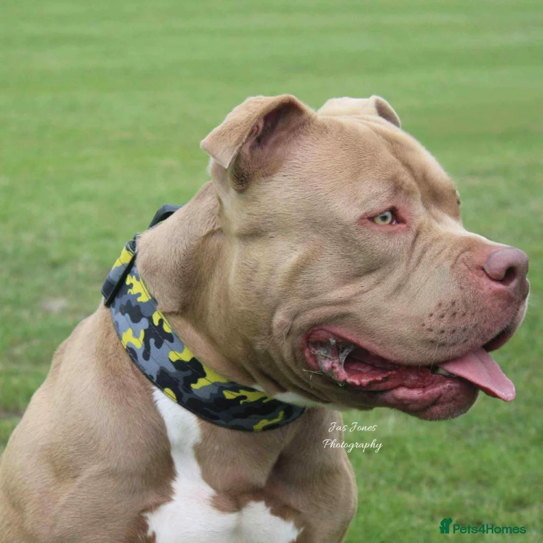 American Bully dogs for stud: Boy Pocket American bully  - Advert 7