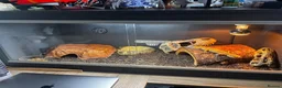 Leopard Gecko reptiles for sale: Leopard Gecko with Complete Vivarium & Accessories - Advert 14