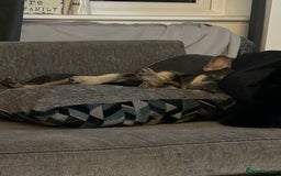 French Bulldog dogs for sale: Pedigree French Bulldog  - Image 8