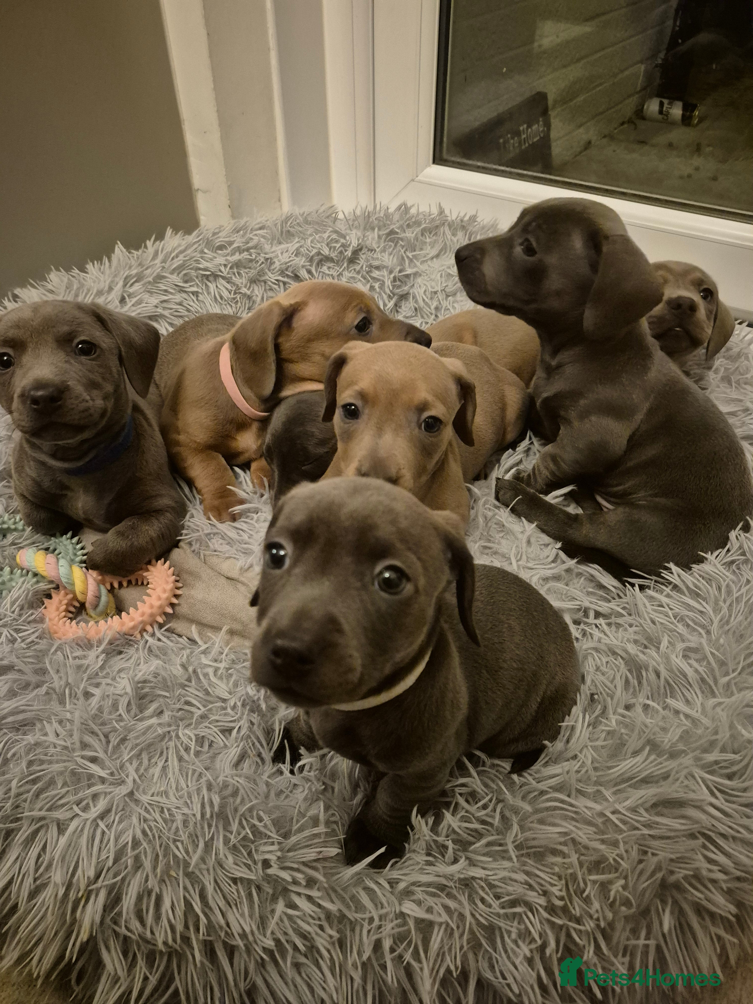 Mixed Breed dogs Puppies for sale  - Advert 10