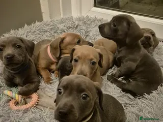 Mixed Breed dogs Puppies for sale - Advert 10