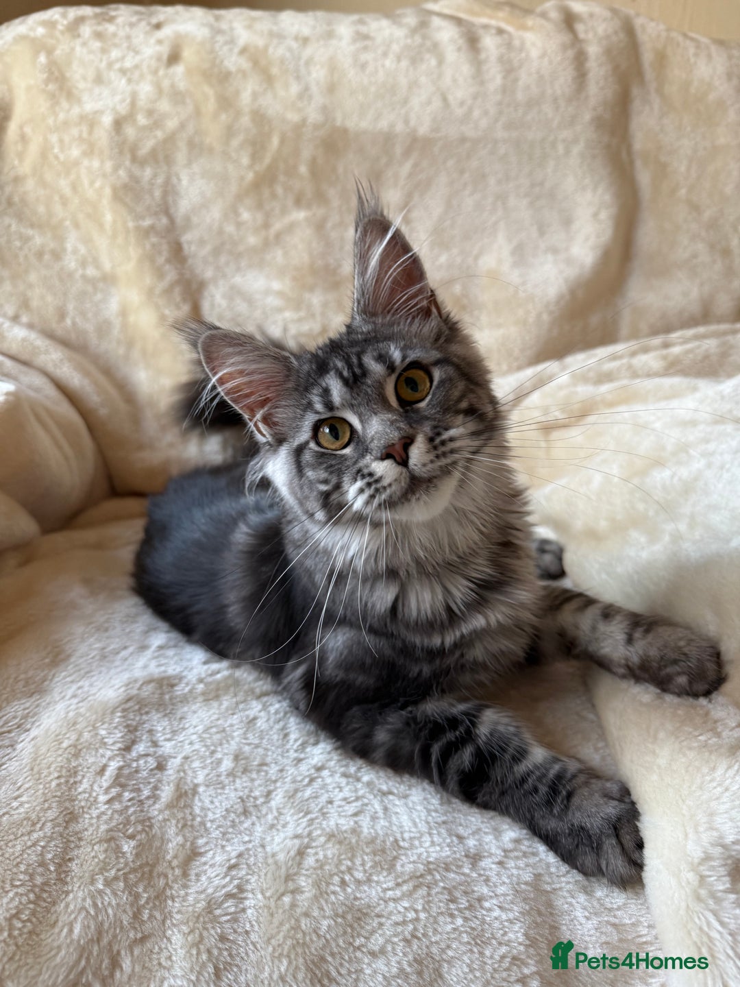 Maine Coon cats for sale: Pedigree GCCF Russian Import line Maine Coons - Advert 14