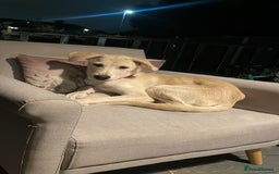 Mixed Breed dogs for sale: Husky and Labrador mix breed (Haskador) - Image 10