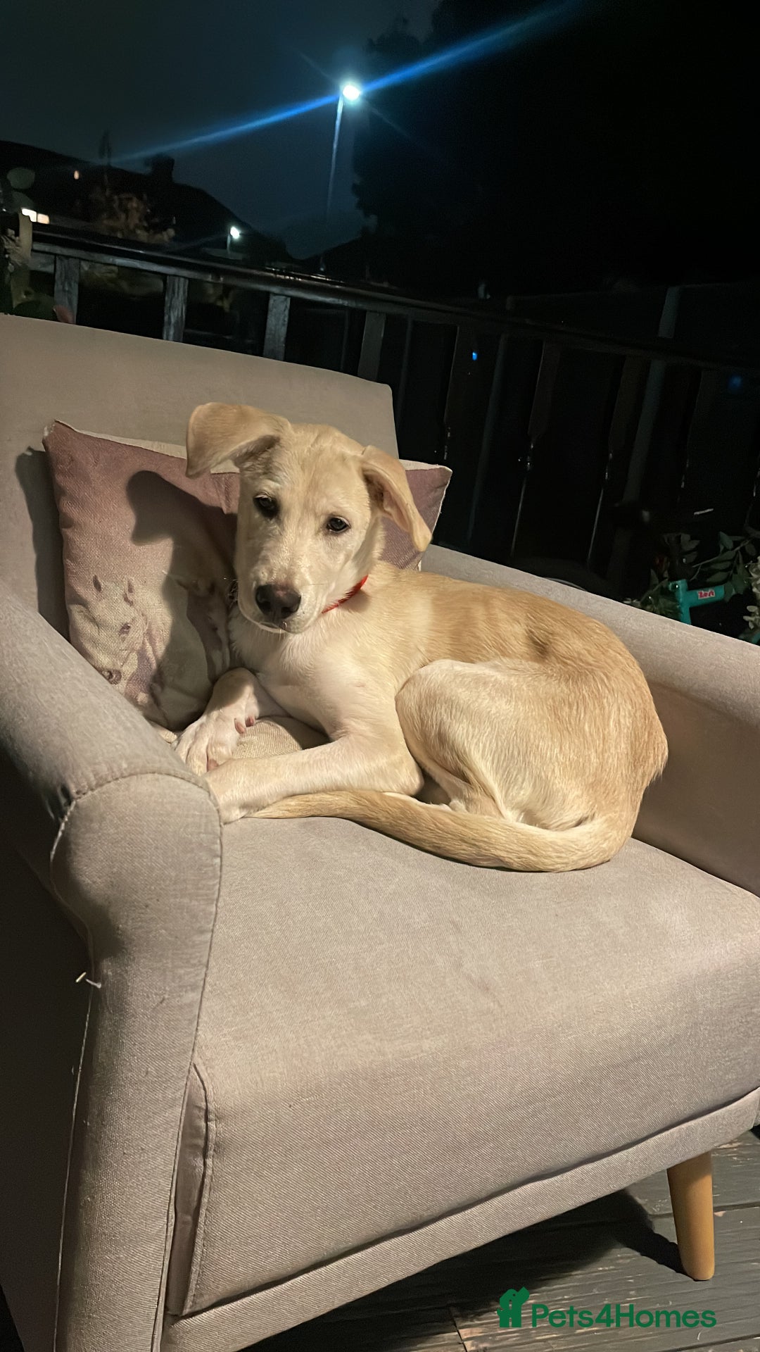 Mixed Breed dogs for sale: Husky and Labrador mix breed (Haskador) - Image 10