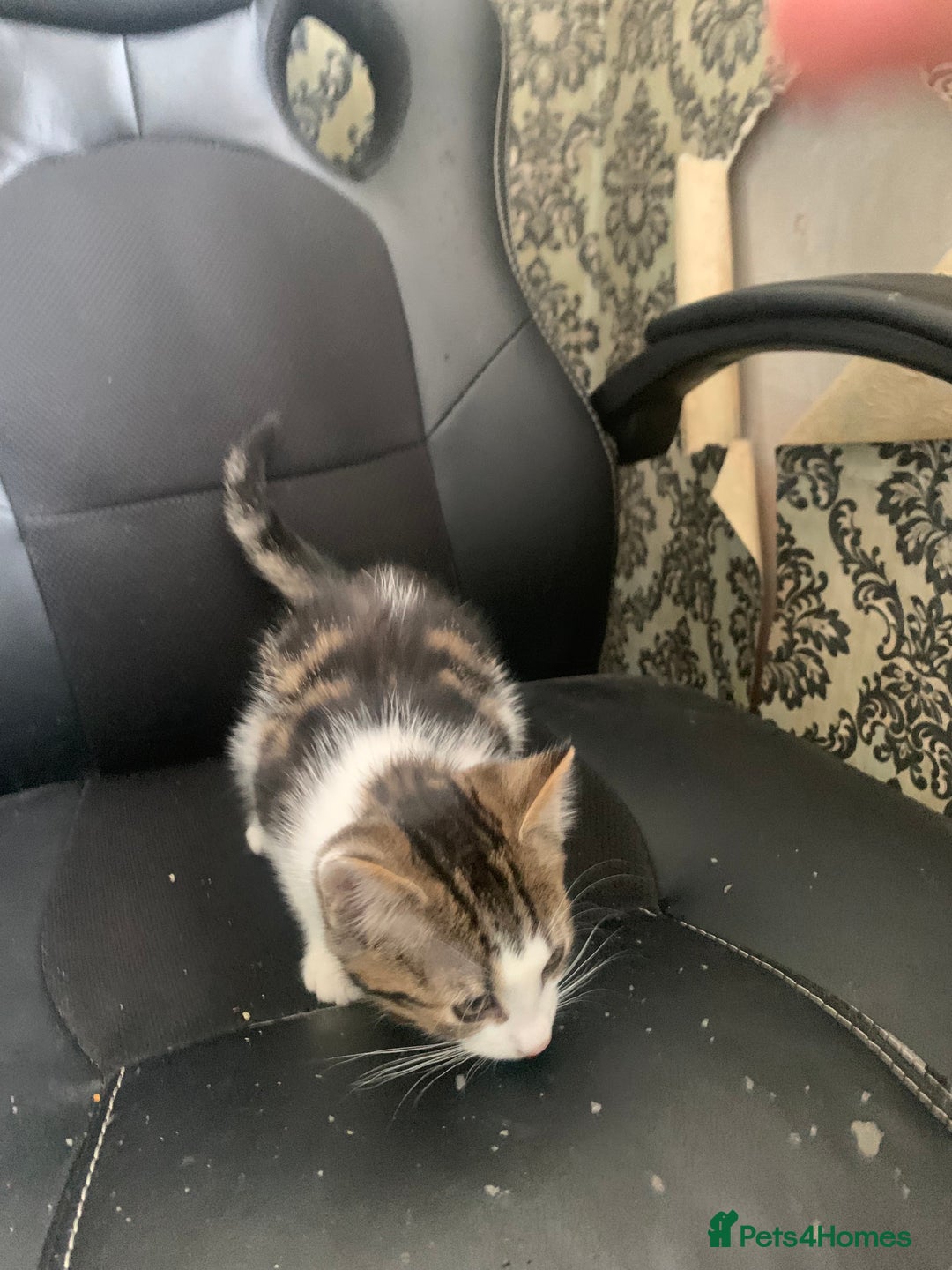 British Shorthair cats for sale: 3 Kitten ready to leave today  - Advert 17