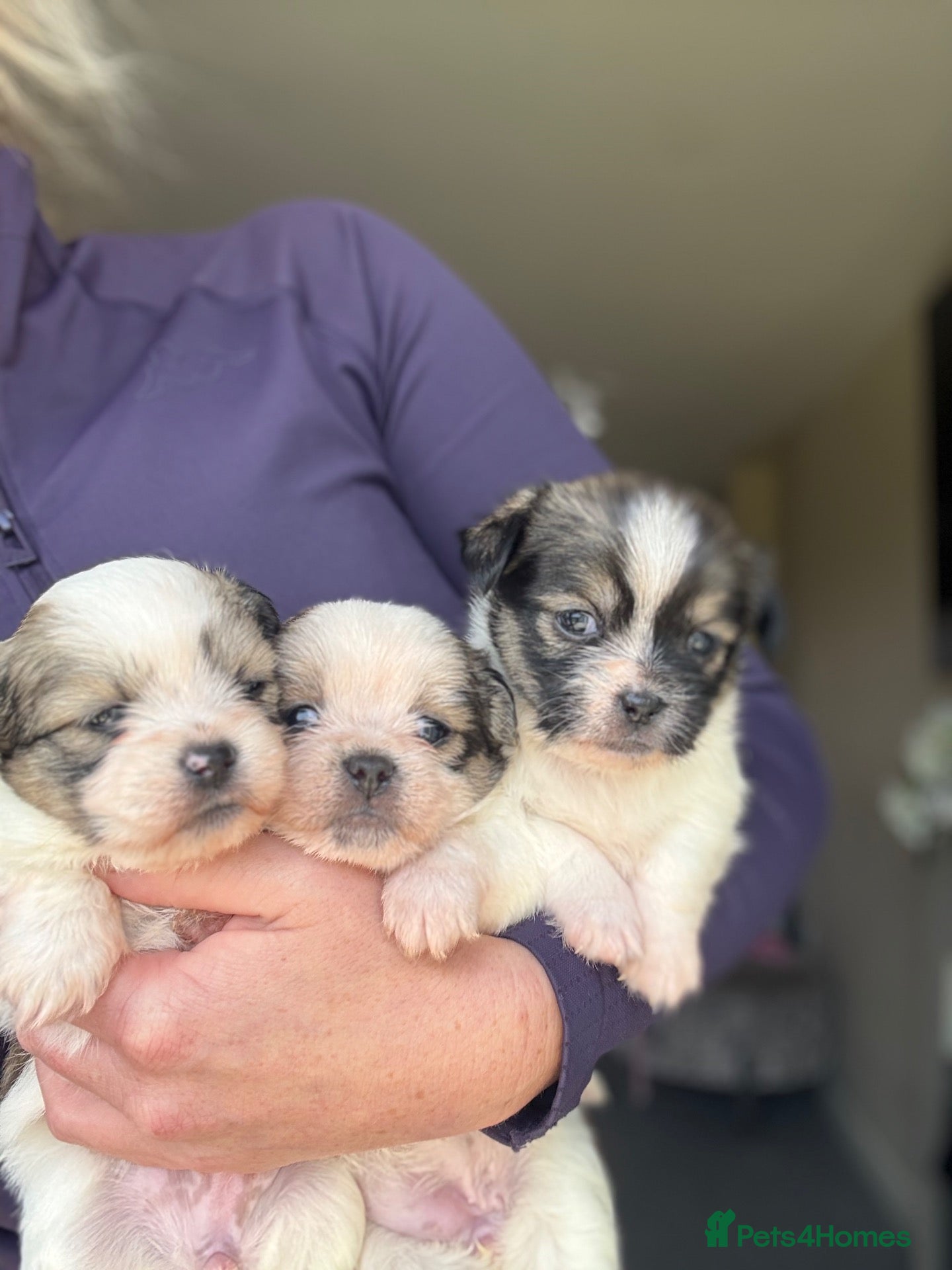 Mixed Breed dogs Tiny cute fluffy Shih Tzu x jack Russell puppies  - Advert 1