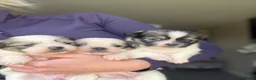 Mixed Breed dogs for sale: Tiny cute fluffy Shih Tzu x jack Russell puppies  - Advert 1