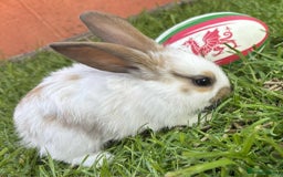 Continental Giant rabbits for sale: Baby Rabbits  - Image 1