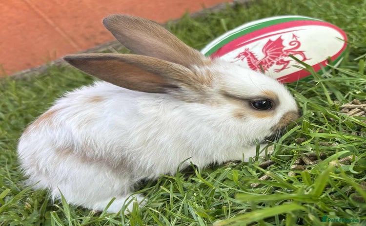 Continental Giant rabbits - Advert 4