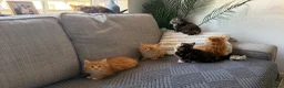 Maine Coon cats for sale: Beautiful half Maine coon kittens available.  in Bristol - Advert 8