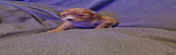 Cavapoo dogs for sale: Cavapoo puppies  - Advert 4
