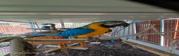 Macaws birds for sale: 2 macaws for sale - Advert 1