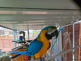 Macaws birds 2 macaws for sale - Advert 13