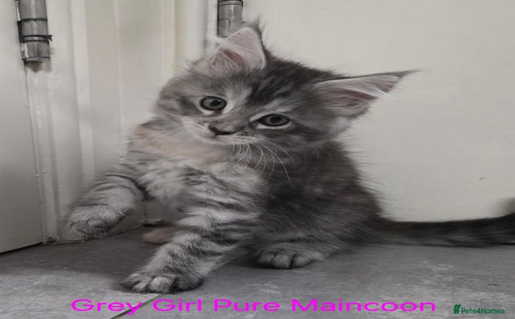 Maine Coon cats - Advert 4