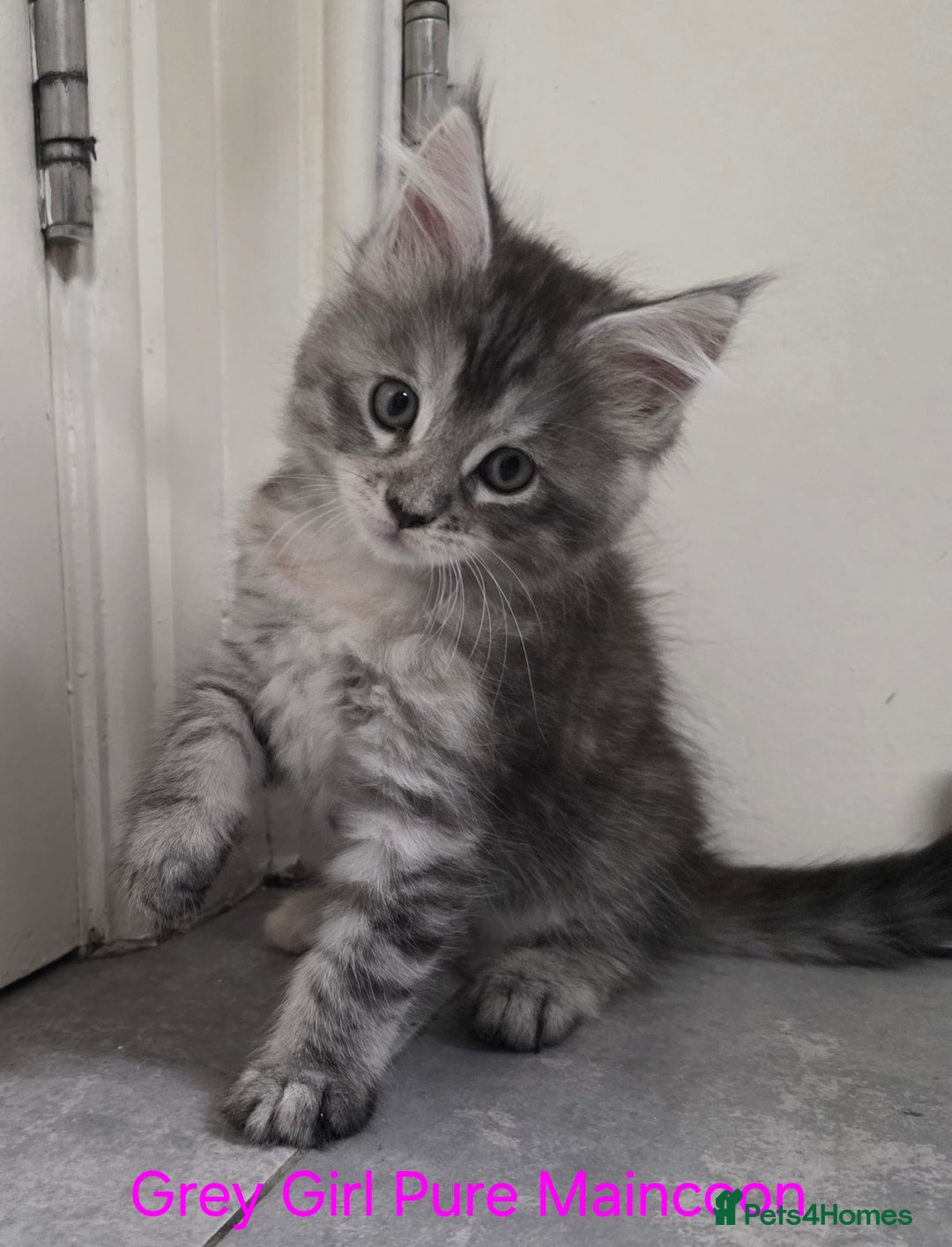 Maine Coon cats for sale: Maincoon Kitten For Sale - Image 1