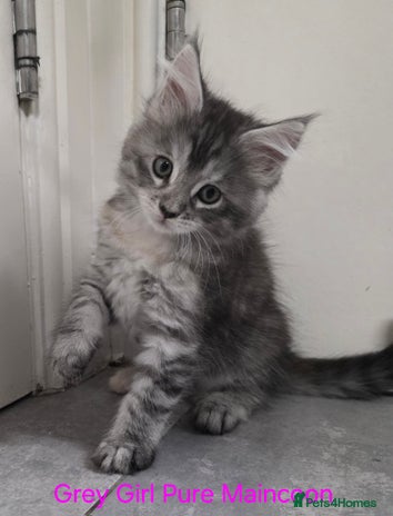 Maine Coon cats - Advert 11