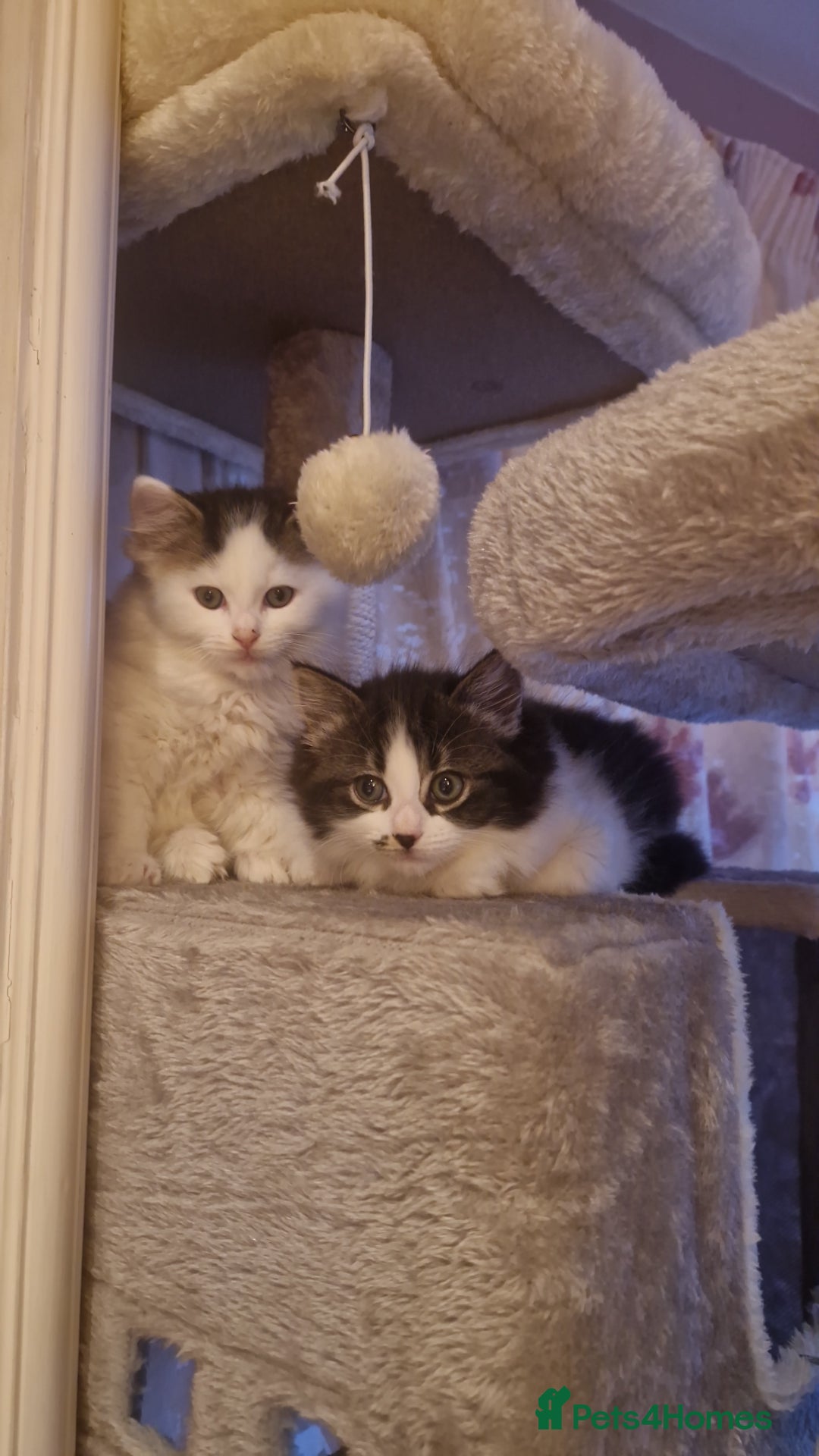 Ragdoll cats for sale: Ragdoll mix - Advert 7