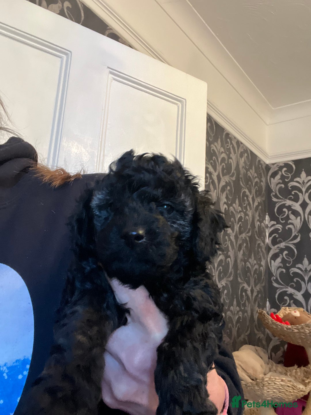 Mixed Breed dogs for sale: Chocolate sable Cockapoo x bichon  - Image 1