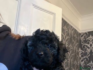 Mixed Breed dogs - Advert 34