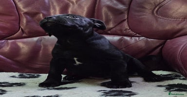 Staffordshire Bull Terrier dogs - Advert 4