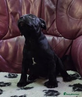 Staffordshire Bull Terrier dogs - Advert 4