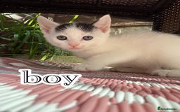 Mixed Breed cats for sale: 4 Boys & 3 Girls🐾 - Image 4