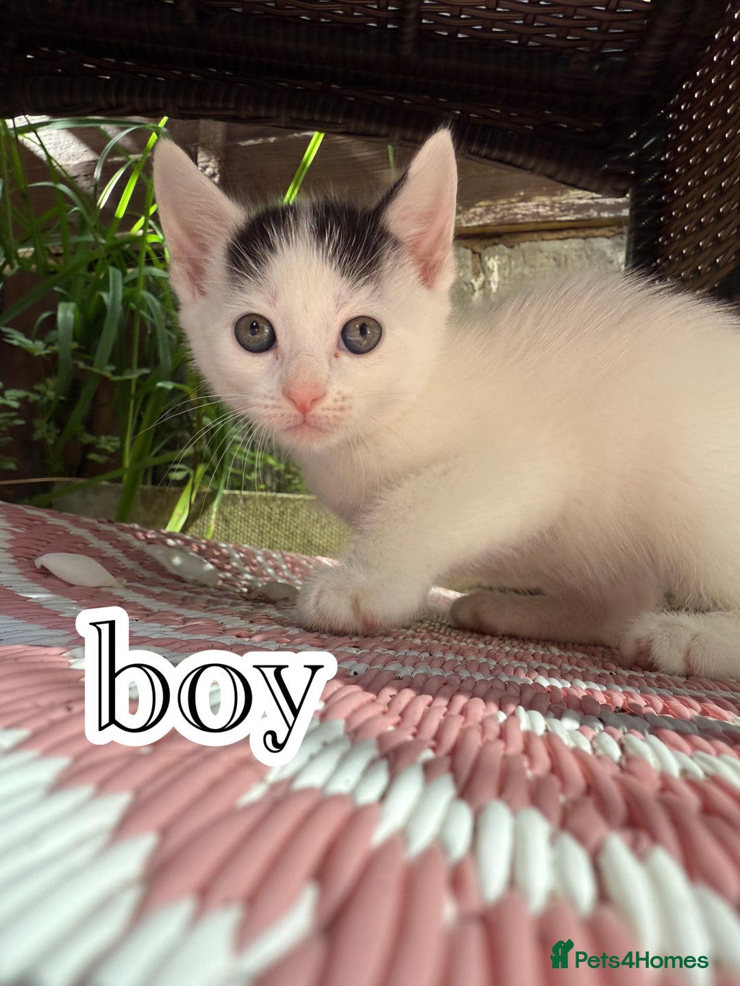 Mixed Breed cats for sale: 4 Boys & 3 Girls🐾 - Image 4
