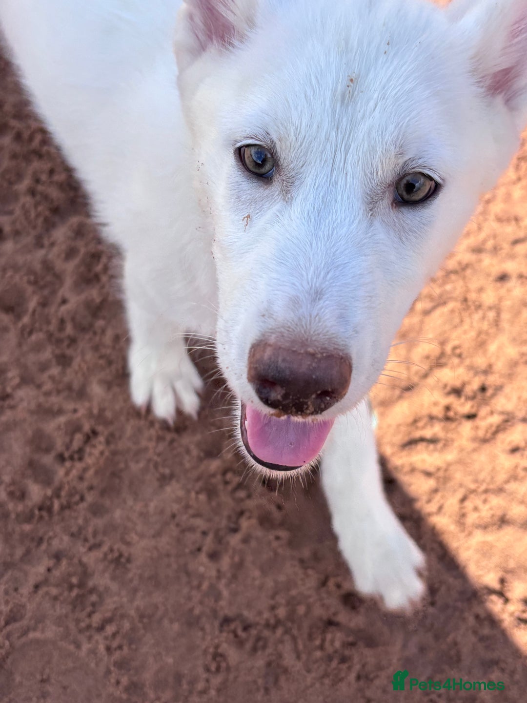 Utonagan dogs for sale: Last 2 Husky (Utonagon) Puppies - READY NOW - Image 23